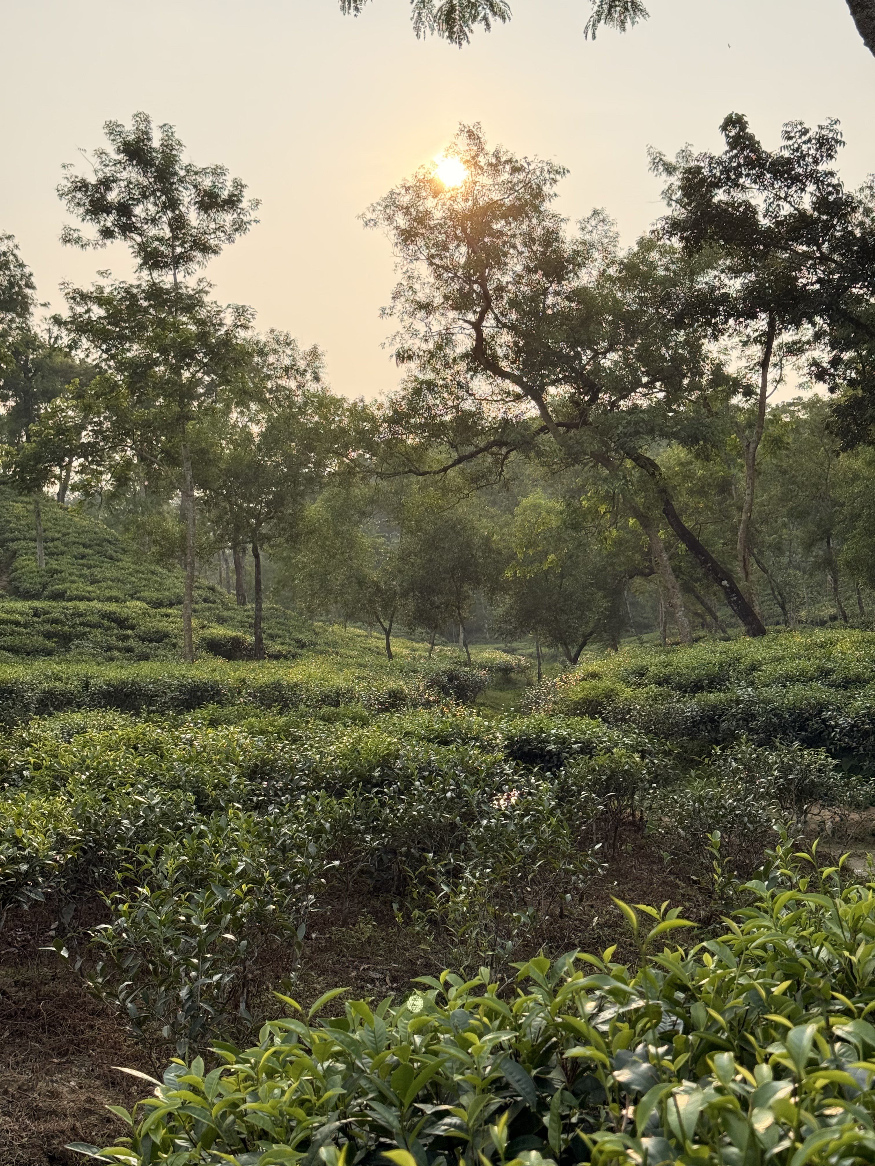 Tea bushes at Malnicherra Tea Estate in Sylhet, with tall trees and fresh tea leaves in the foreground.