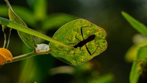 Green leaf with a silhouetted long-legged insect resting on it.
