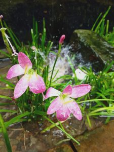 Close-up of pink rain lilies covered in raindrops among green grass and wet stones.
