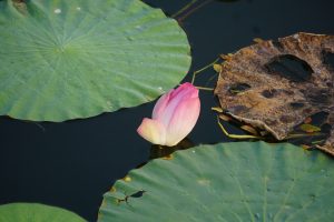 A delicate pink lotus flower floats gracefully on dark water, surrounded by large green lily pads.
