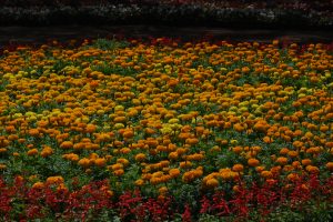Vast garden bed of orange and yellow marigolds with a red flower border

