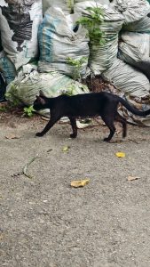 A sleek black cat is walking across a gravel surface.