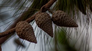 Close-up of three pine cones hanging from a slender branch, with textured overlapping scales.