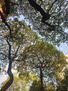 Shade of tree