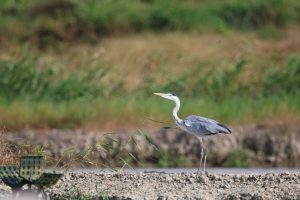 A grey heron stands gracefully on a muddy bank beside a wetland area. In the background, there’s lush green vegetation including tall reeds and grasses.
