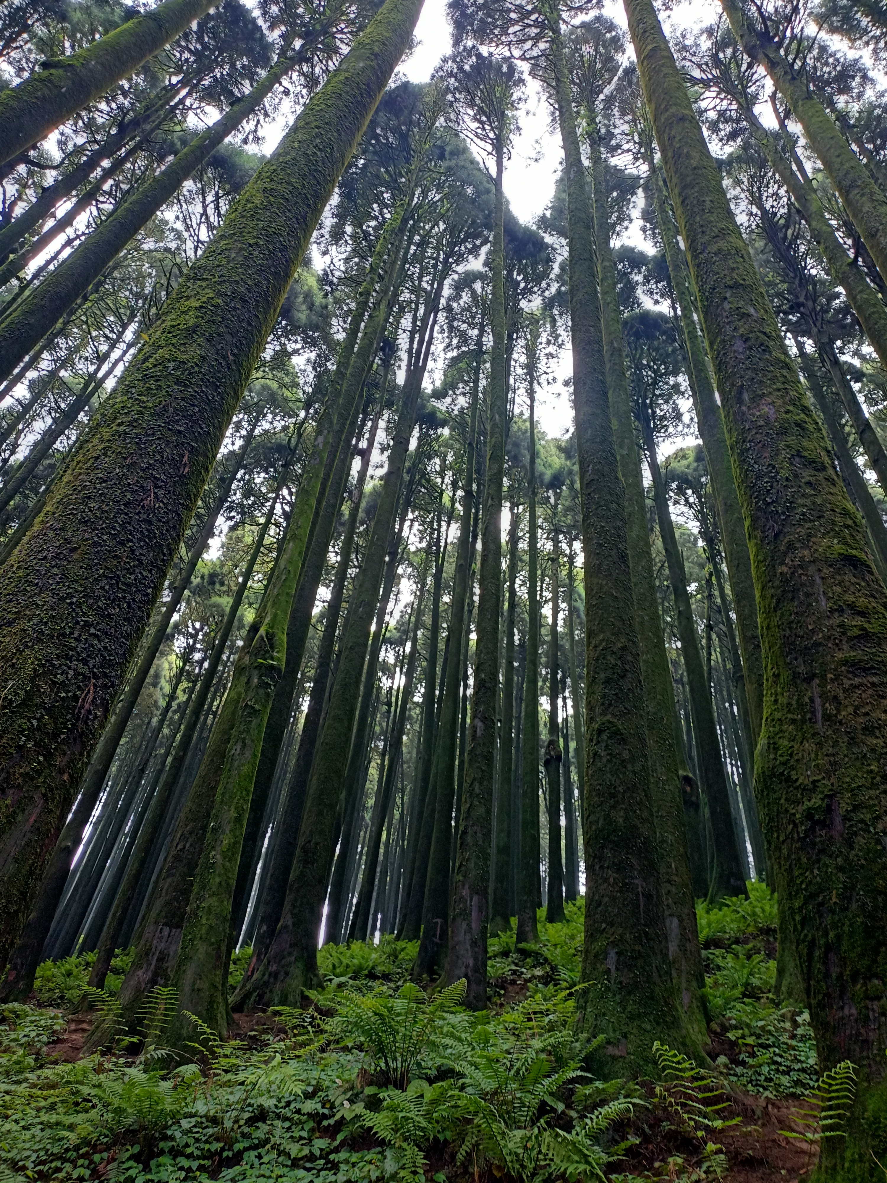 Tall, moss-covered trees surrounded by lush green ferns in a dense, misty forest.