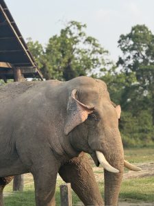 A large elephant with curved tusks stands on grass under a wooden shelter, with green trees in the background.