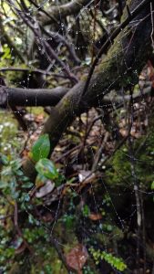Spider web covered with small water droplets among branches and green forest vegetation.