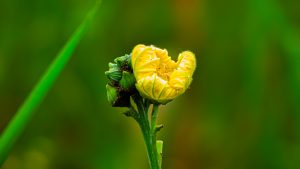 Macro photograph of a bright yellow wildflower bud unfurling on a green stem, accompanied by unopened green buds and small ants, against a soft blurred green background.