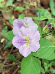 A closeup photograph of a light purple Chinese violet flower (Asystasia gangetica) blooming outdoors.