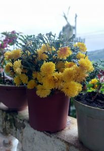 Bright yellow pom-pom flowers with small leaves growing in a brown pot on a balcony, with other potted plants and a landscape in the background.