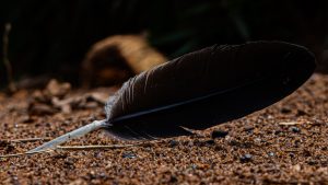 Close-up shot of a dark, glossy bird feather resting on a damp, sandy ground with scattered pebbles against a dark, blurred background.