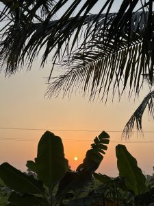 Banana trees and coconut palm leaves silhouetted against an orange sunset in a rural landscape.
