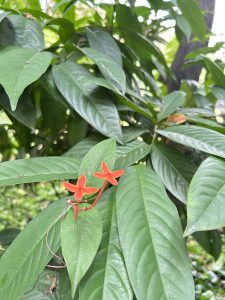 Two small red four-petaled flowers among lush green leaves.
