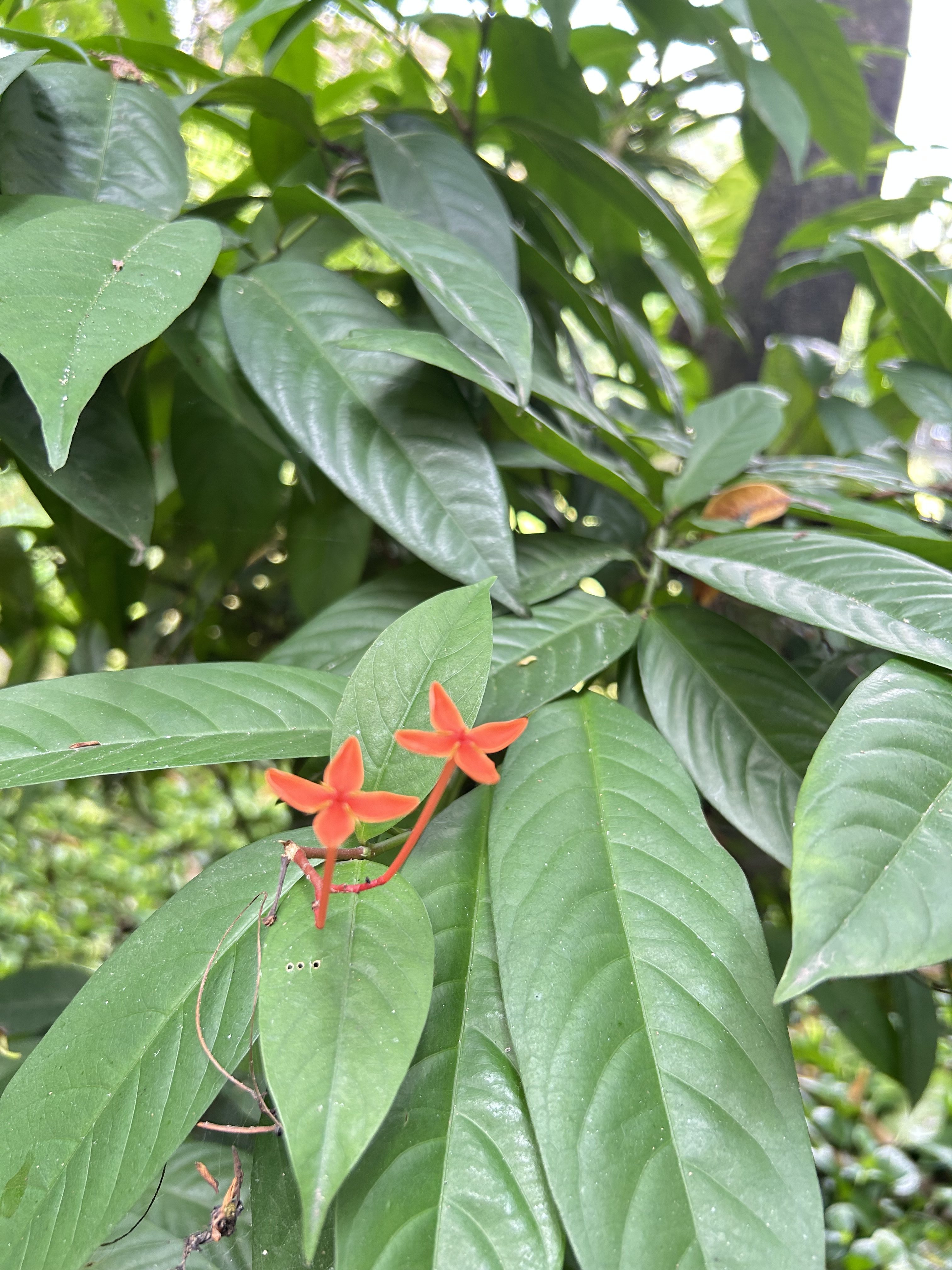 Two small red four-petaled flowers among lush green leaves.