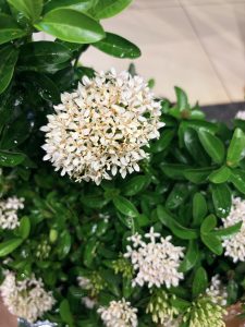 A White Ixora (also known as Vella Chethi or Rongon) flowering shrub with dense clusters of small white to cream blossoms and glossy green leaves
