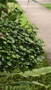A neatly trimmed round green bush growing along a garden footpath in an outdoor park.
