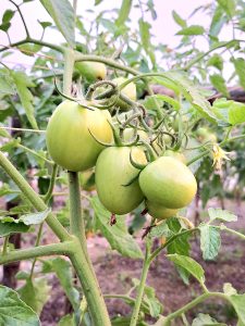 Close-up of a cluster of unripe green tomatoes hanging from a tomato vine, surrounded by green stems, leaves, and a small yellow flower.