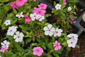 Top-down view of white and pink Madagascar periwinkle (Catharanthus roseus / Vinca) flowers with red eye centers set against smooth green leaves in black seedling trays.