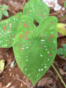 A heart shaped Caladium leaf with vibrant green coloring, speckled with irregular splashes of bright red and crisp white dots.