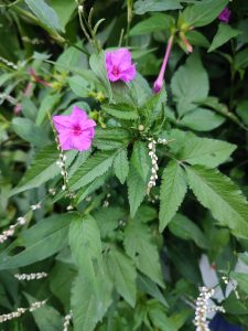 Vibrant pink flowers with five petals blooming amid lush green leaves, accompanied by delicate white flower spikes draping downwards against a dense foliage backdrop