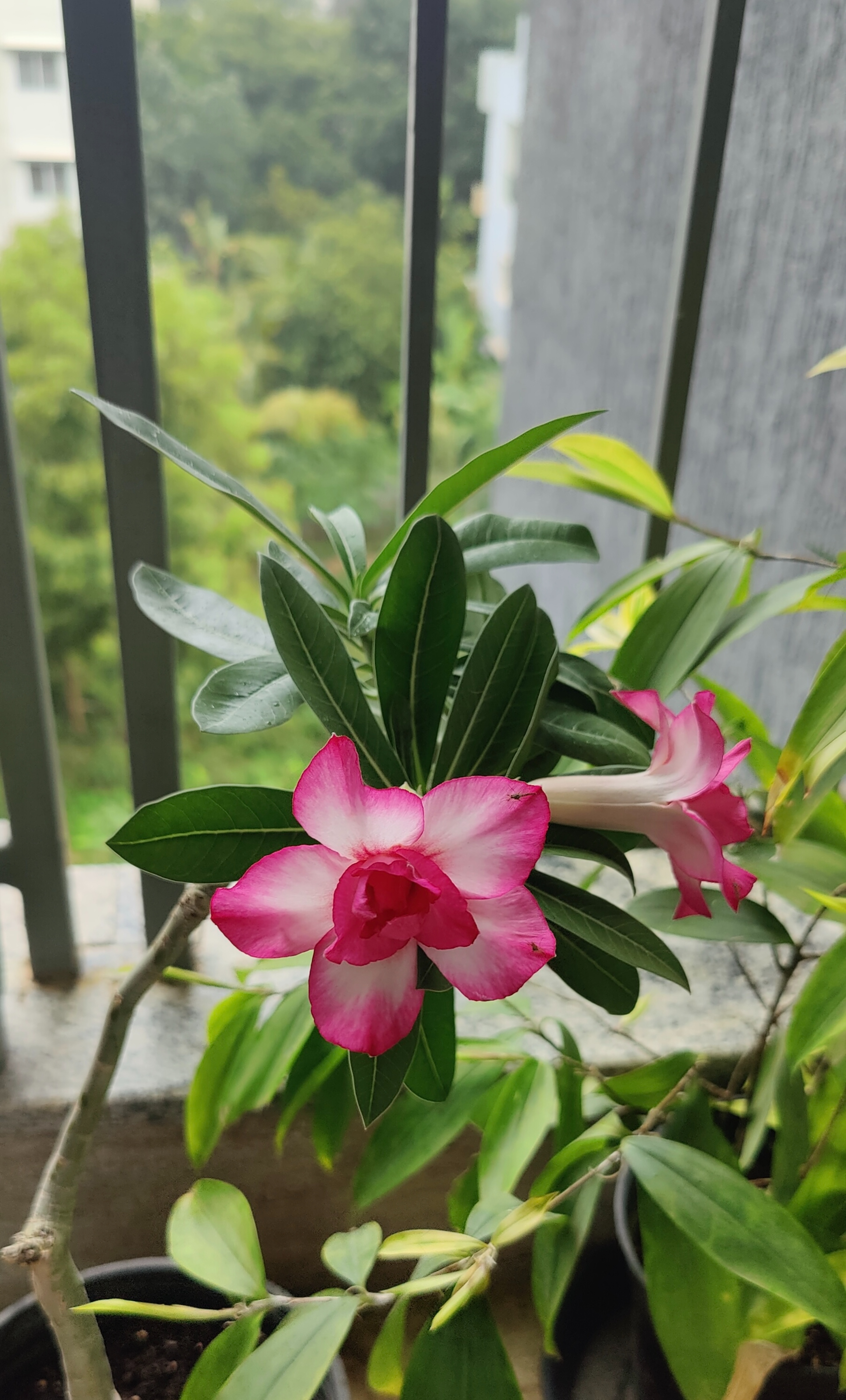 A vibrant flowering plant is positioned near a balcony railing. The plant features glossy green leaves with a smooth texture. Bright, striking flowers in shades of pink and white bloom prominently among the leaves, showcasing soft, petal-like structures. The background reveals lush greenery and trees, creating a natural setting that enhances the plant's beauty. The scene conveys a sense of tranquility and connection to nature.