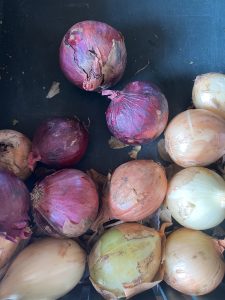 A collection of various onions sits on a dark surface. The onions display different colors and sizes, including shades of red, yellow, and brown. Some have papery skins that are partially peeled back, revealing the layers beneath.