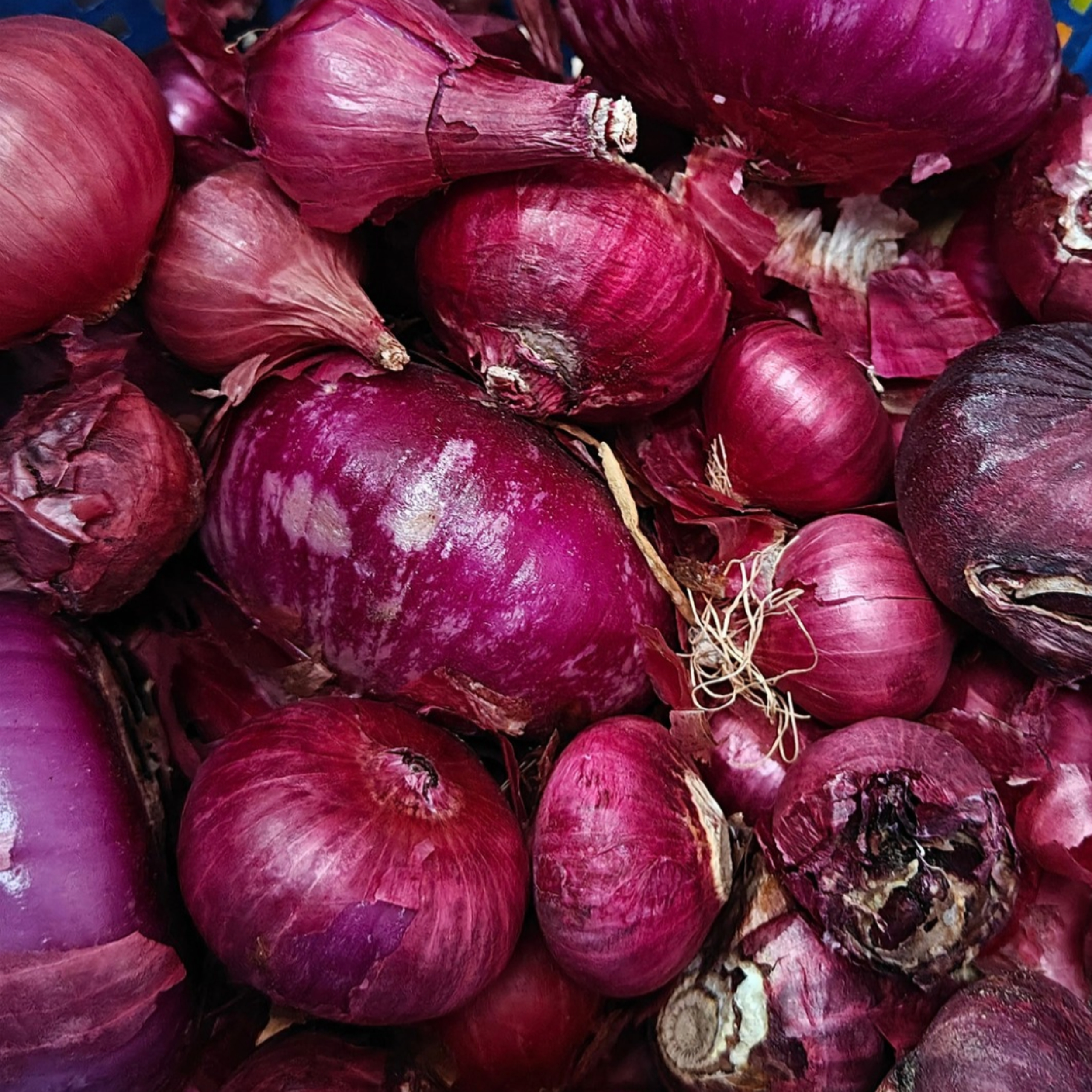 Fresh red onions piled together with purple skins and loose onion peels.