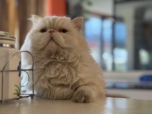 A fluffy cream Persian cat sits beside a ceramic jar in a wire holder, with a warm, blurred background.
