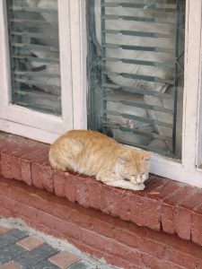 Orange cat resting on a brick windowsill.