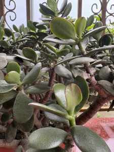 A dense jade plant with woody branches and thick green succulent leaves with red edges, shown in a close-up view.