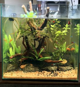 A planted freshwater aquarium with driftwood, green plants, floating plants, gravel, rocks, and small fish.
