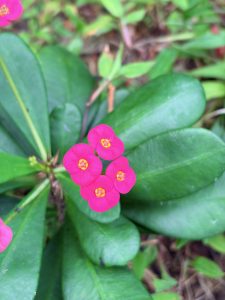 A close up shot focuses on a cluster of four bright pink Crown of Thorns flowers with vibrant yellow centers, nestled against thick, smooth, dark green leaves.