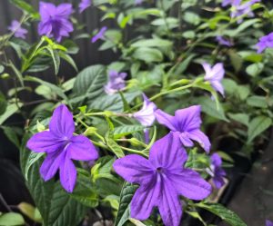  Purple Ruellia simplex flowers growing among green leaves.