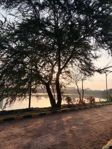 A large tree with a split trunk stands on a pathway next to a calm lake during a soft sunset.