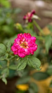 A vibrant pink zinnia flower in close-up, with layered petals and a yellow-brown center, set against a softly blurred green and brown background.