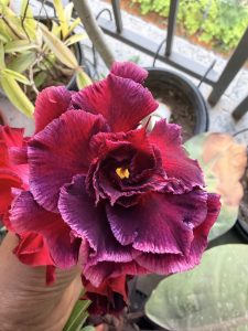 A multi layered dark red or burgundy hybrid Adenium obesum (Desert Rose), with its velvety, ruffled petals and bright yellow center.