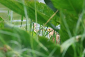 Yellow Bittern standing among green vegetation near a body of water.

