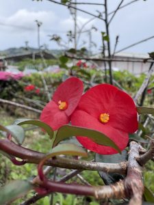 Close-up of bright red crown of thorns flowers with yellow centers, small leaves, and thorny stems against a blurred green background.