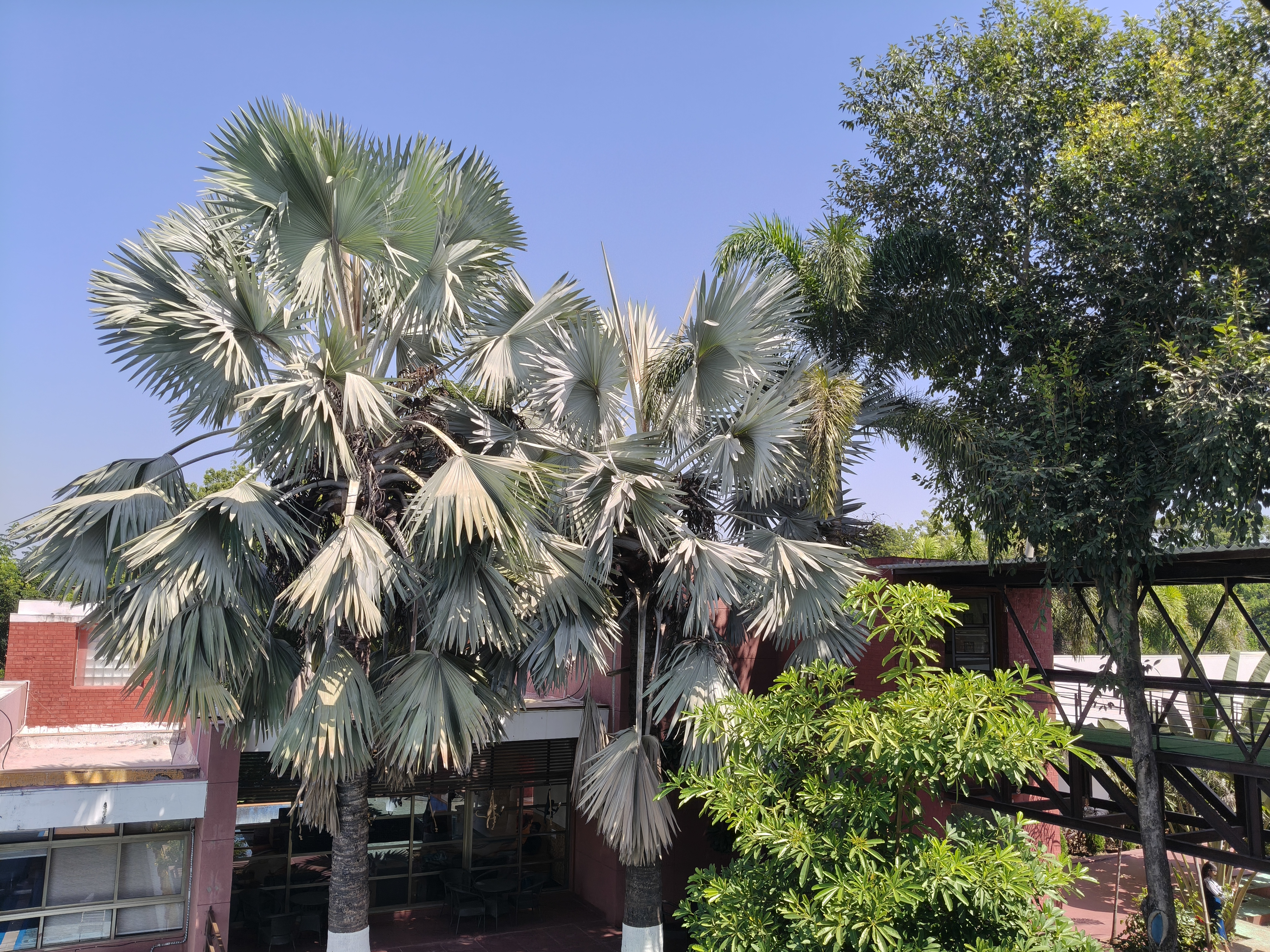 In the center and foreground, there are distinctive palm trees with large, fan-shaped fronds that feature a silvery-green or pale blue-gray hue. The lower trunks of the palms are painted white.