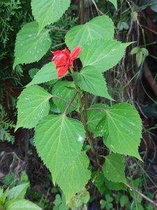 Red budding flower surrounded by green leaves in a garden.
