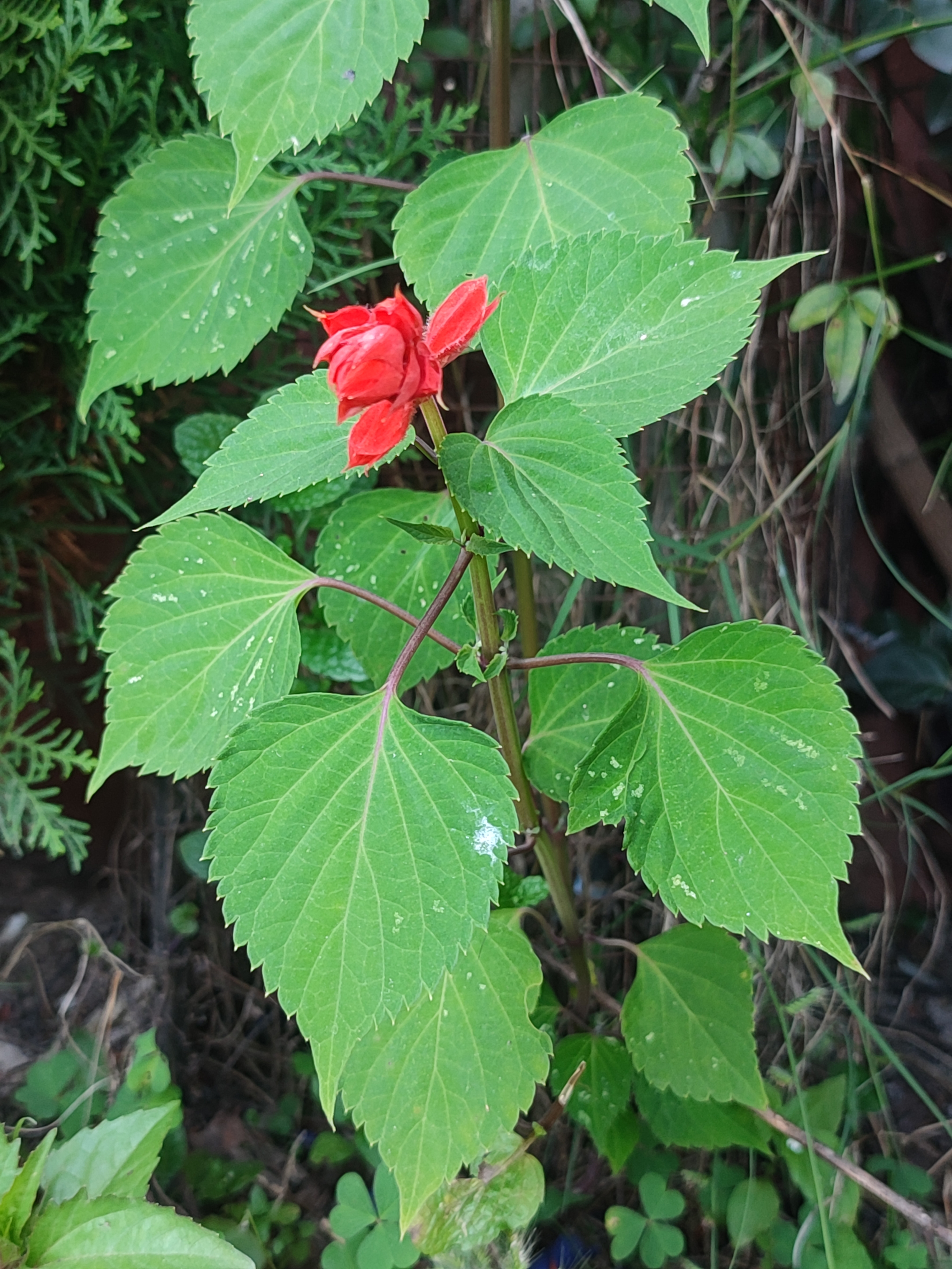 Red budding flower surrounded by green leaves in a garden.