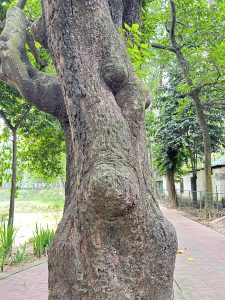 A close-up of a tree trunk with rough bark and a rounded bulge beside a pathway.