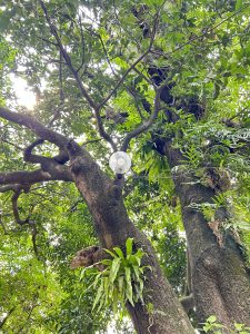 A large tree with sprawling branches, ferns, and a hanging light, surrounded by green foliage.