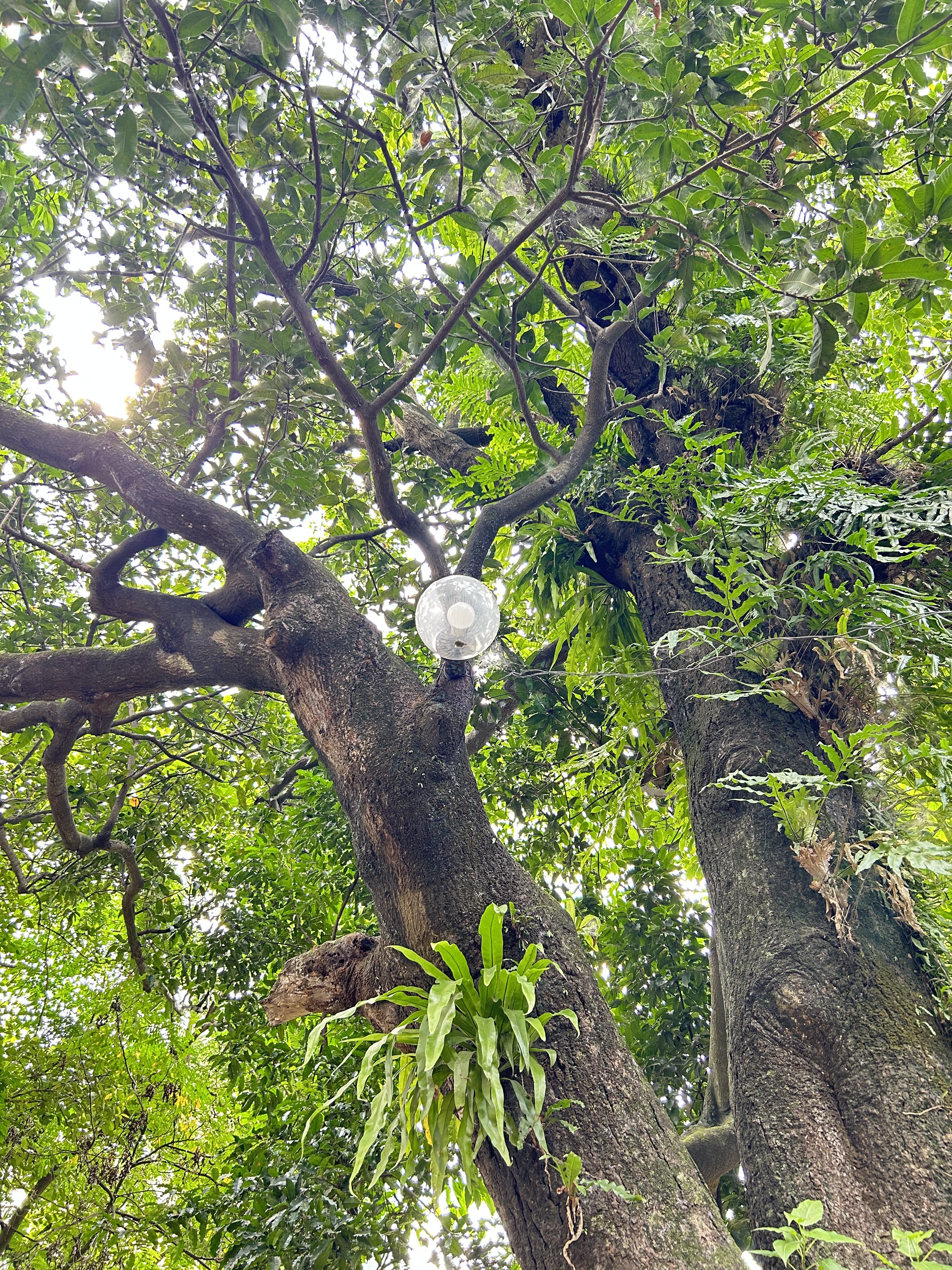 A large tree with sprawling branches, ferns, and a hanging light, surrounded by green foliage.
