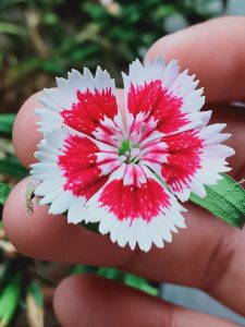 Close-up of a white and pink flower held between fingers against a green garden background.
