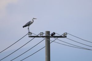 A grey heron stands atop a concrete utility pole against a pale blue sky. The pole is heavily laden with multiple electrical wires.
