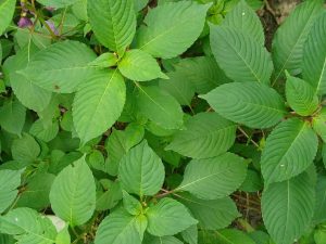 op-down view of dense, vibrant green leaves with finely serrated edges and prominent pale central veins branching into curved side veins. The leaves overlap in layers, with lighter new growth at the center. A few small holes, tiny insect marks, and purple flower buds are visible at the upper left, with reddish stems and brown soil peeking through.
