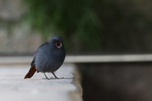 A Plumbeous Water Redstart stands on a concrete ledge with its beak wide open. The background consists blurred green vegetation and a white tube spanning across the frame.