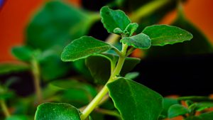 Close-up of a green succulent-like plant with thick, fuzzy leaves and stems against a dark background.